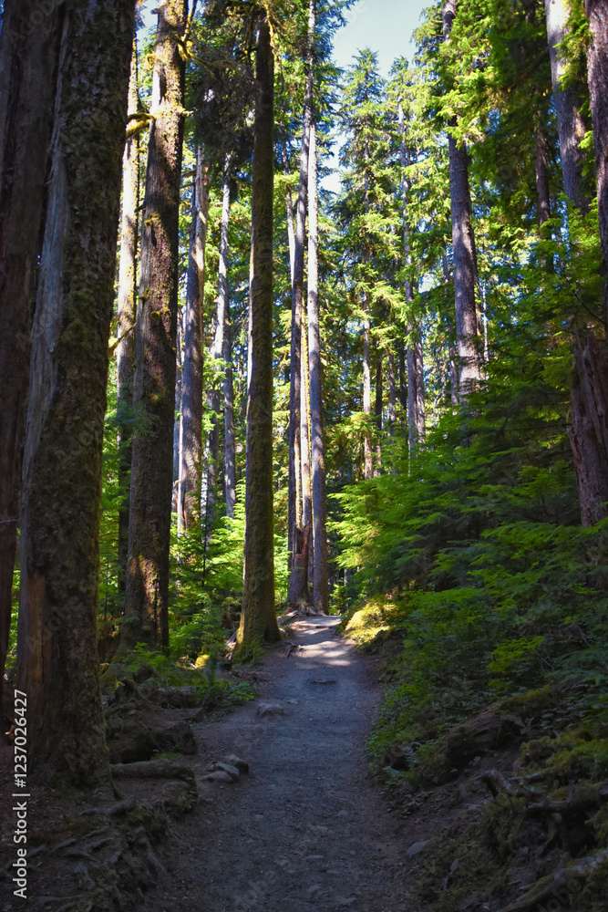 Obraz premium Sol Duc Falls hiking trail Soleduck waterfall view in summer 2024 Olympic National Park, Washington, United States