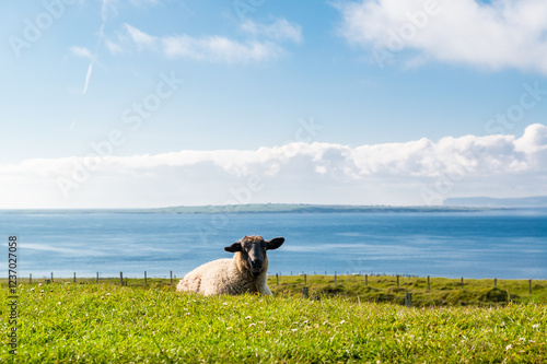 Mouton à tête noire allongé dans l'herbe face caméra dans une prairie ensoleillée, l'horizon de la mer et le ciel visibles derrière lui photo