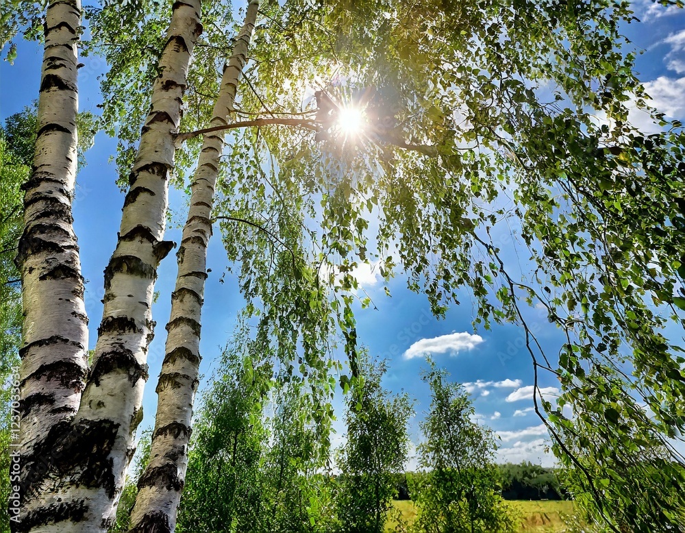 Fototapeta premium In der Natur