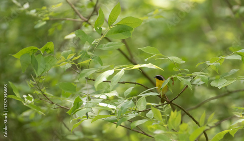 Common Yellowthroat photo