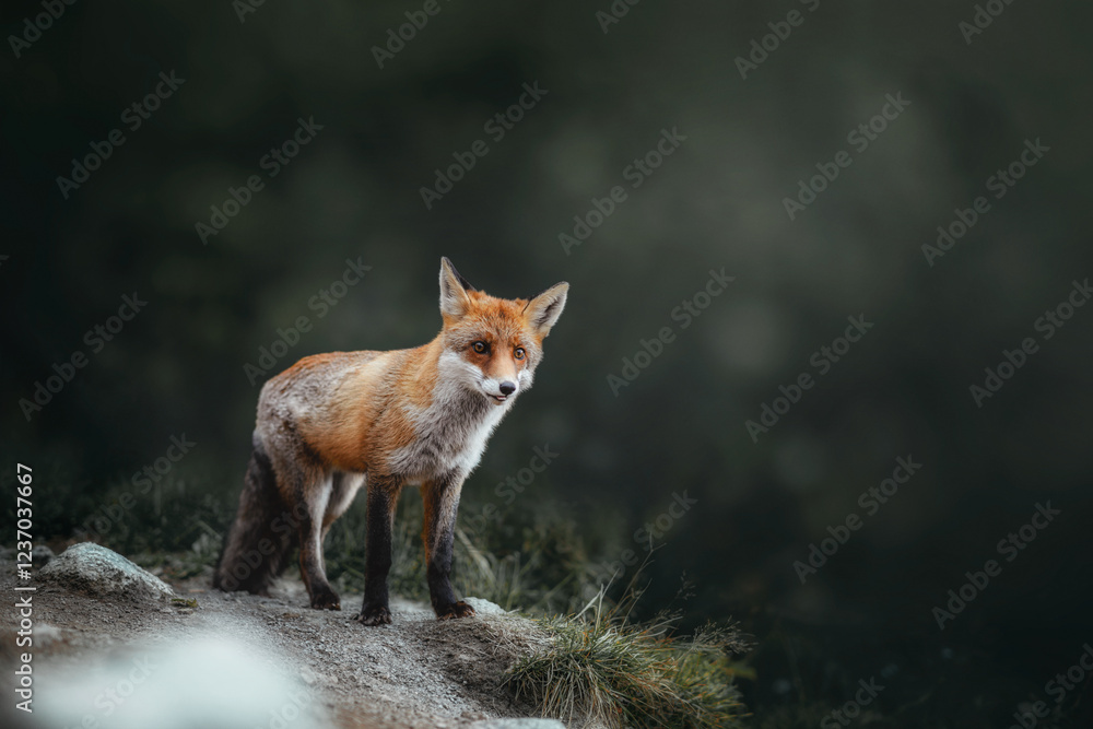 Fototapeta premium Portret rudego lisa na zielonym tle