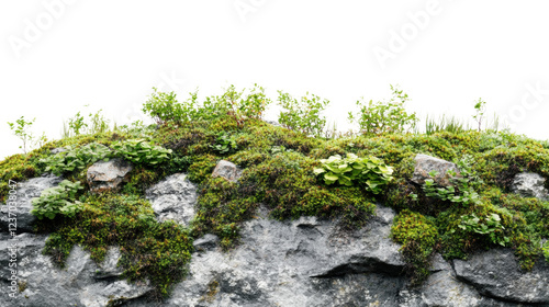 Moss covered rock with vibrant greenery.