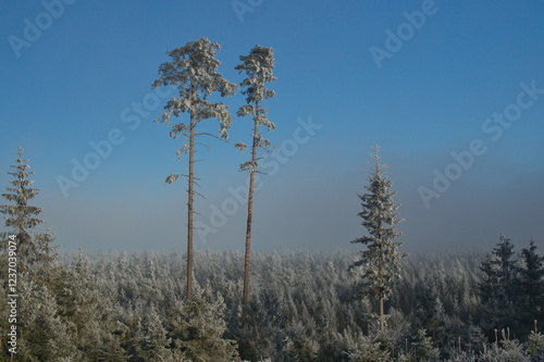 Zwei Kiefern überragen einen jungen Fichtenwald im Winter