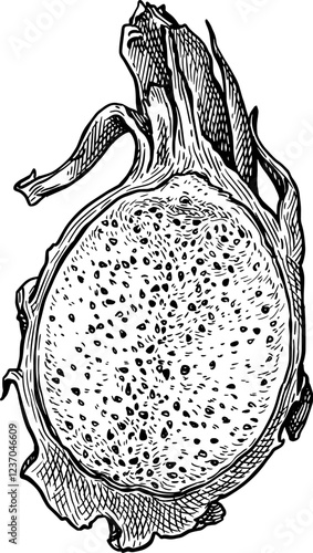 Half a dragon fruit ink sketch.