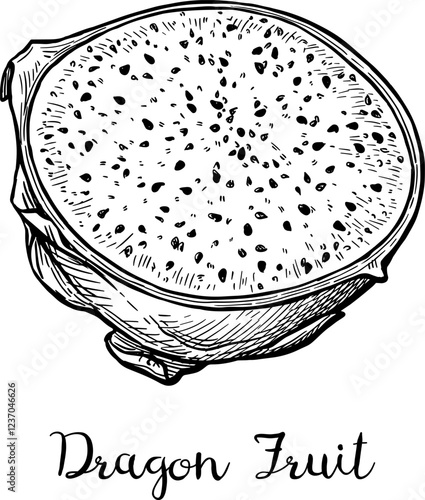 Half a dragon fruit ink sketch.