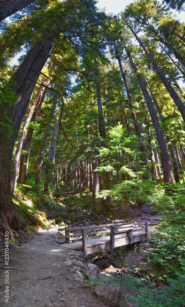 Sol Duc Falls hiking trail Soleduck waterfall view in summer 2024 Olympic National Park, Washington, United States Sol Duc Falls hiking trail Soleduck waterfall view in summer 2024 Olympic National Park, Washington, United States