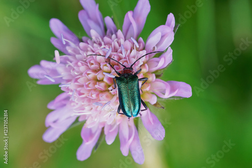 Blauschwarzer Kugelhalsbock auf der Blüte einer  Acker-Witwenblume