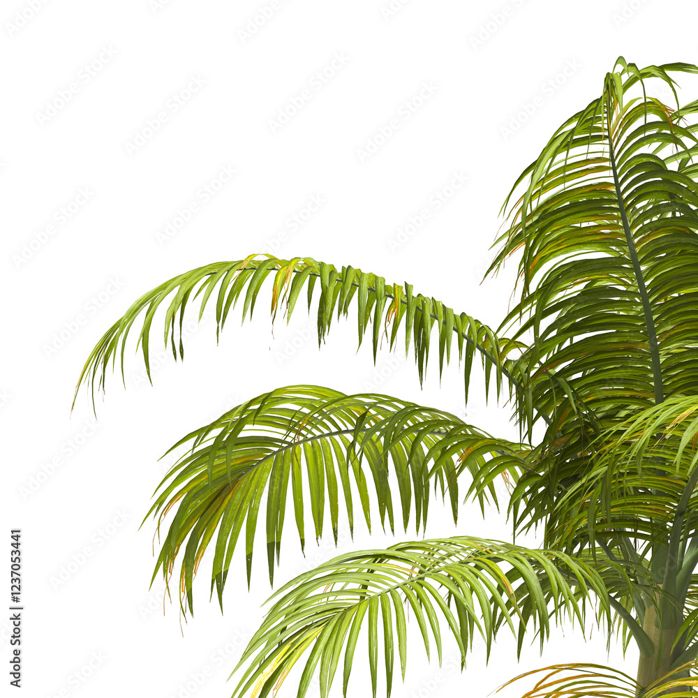 Fototapeta premium palm Tree Leaves isolated on transparent background. big old palm tree with green leaves on transparent background. Dictyosperma. Isolated palm tree on white background. cutout palm tree leaves PNG.