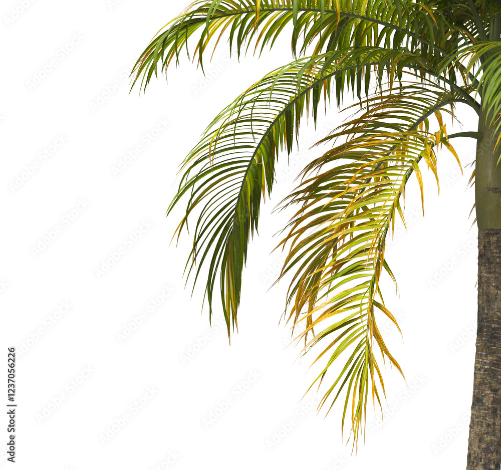 palm Tree Leaves isolated on transparent background. big old palm tree with green leaves on transparent background. Dictyosperma. Isolated palm tree on white background. cutout palm tree leaves PNG. palm Tree Leaves isolated on transparent background. big old palm tree with green leaves on transparent background. Dictyosperma. Isolated palm tree on white background. cutout palm tree leaves PNG.