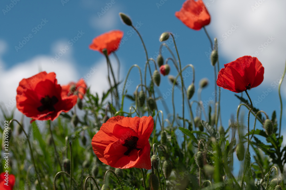 Obraz premium Close-up of red poppy flowers growing in a field in summer. Blue sky with clouds in the background.