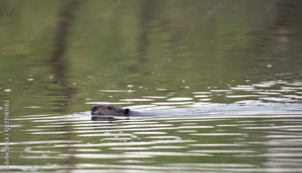 Fototapeta premium American Beaver