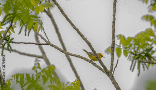 Blue Winged Warbler photo