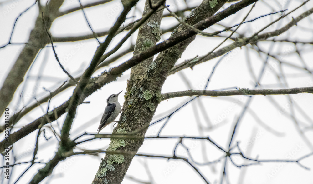 White Breasted Nuthatch White Breasted Nuthatch