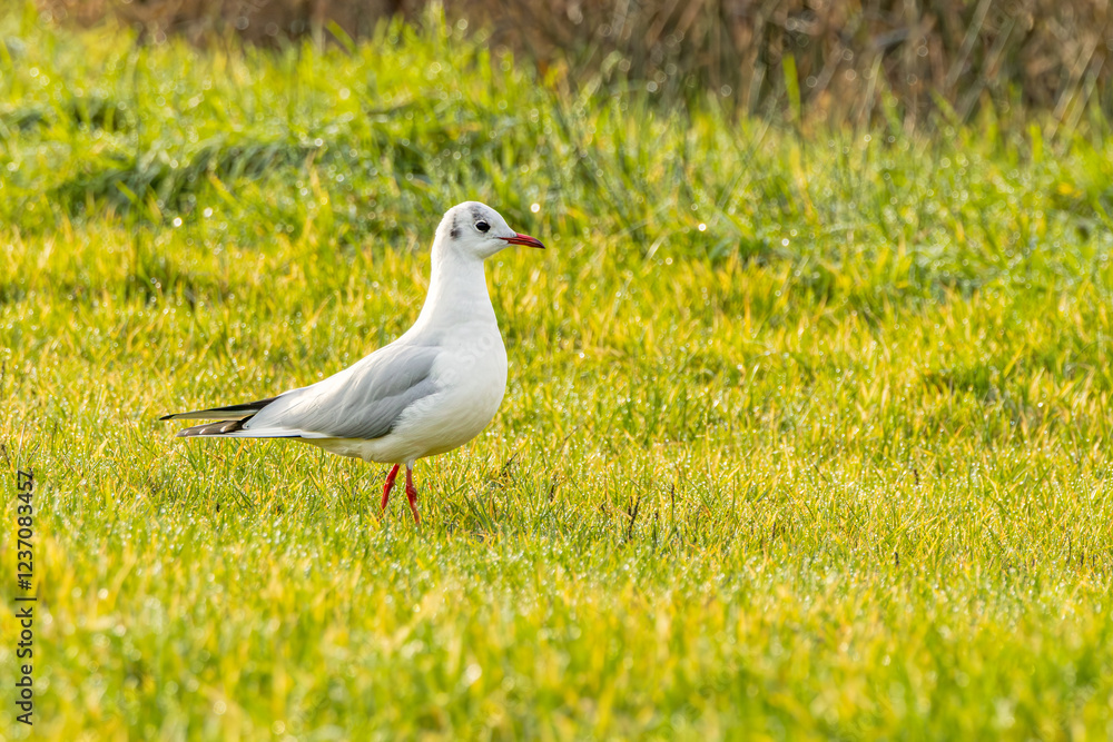 Closeup of Black-headed Gull, Chroicocephalus ridibundus, in winter plumage standing in bright green grass Closeup of Black-headed Gull, Chroicocephalus ridibundus, in winter plumage standing in bright green grass