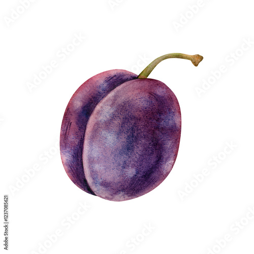 Quadro em tela Plum with a peduncle watercolor