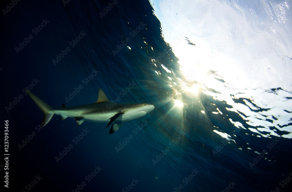 Fototapeta premium Caribbean Reef Shark juvenile with the head close to the surface