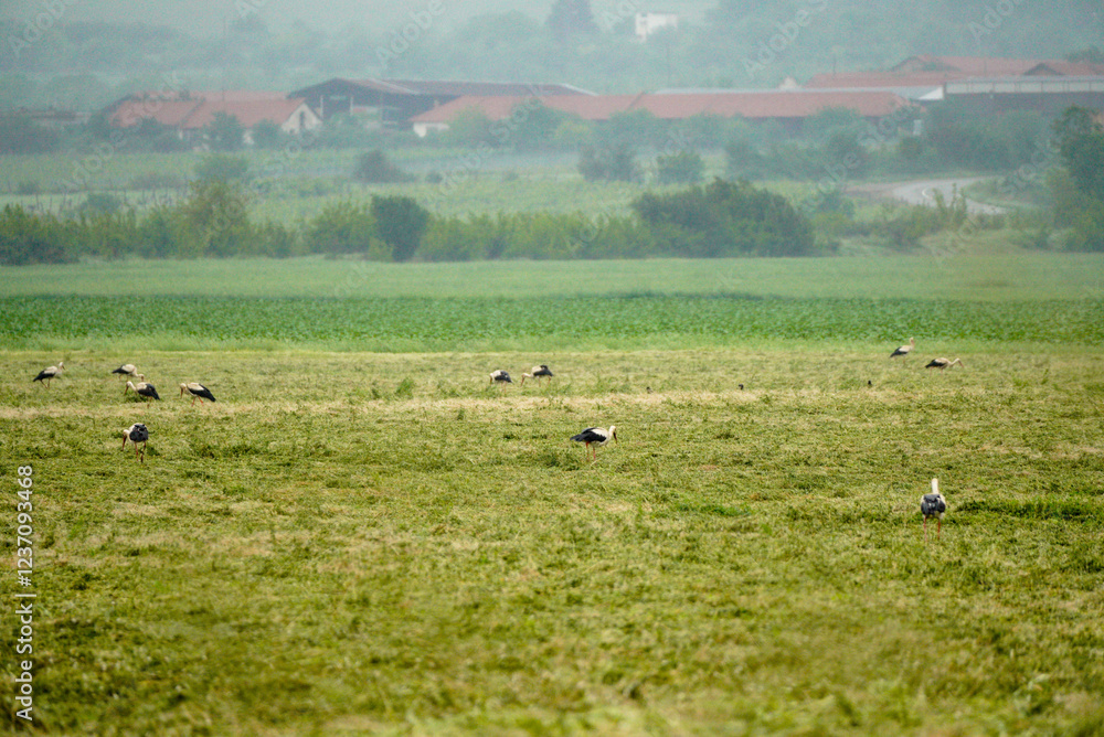 Obraz premium A flock of storks forage in a freshly mowed field along the main road.