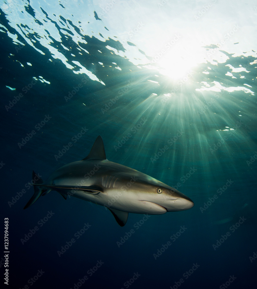 Fototapeta premium Reef shark near the surface and the sun's rays passing through the surface, shining on the background