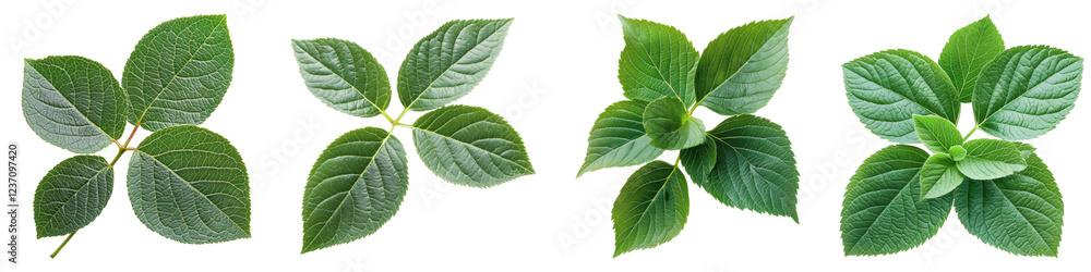 Blueberry kiwi leaves isolated on transparent background, PNG, Set of Blueberry kiwi leaves isolated on transparent background, PNG, Set of