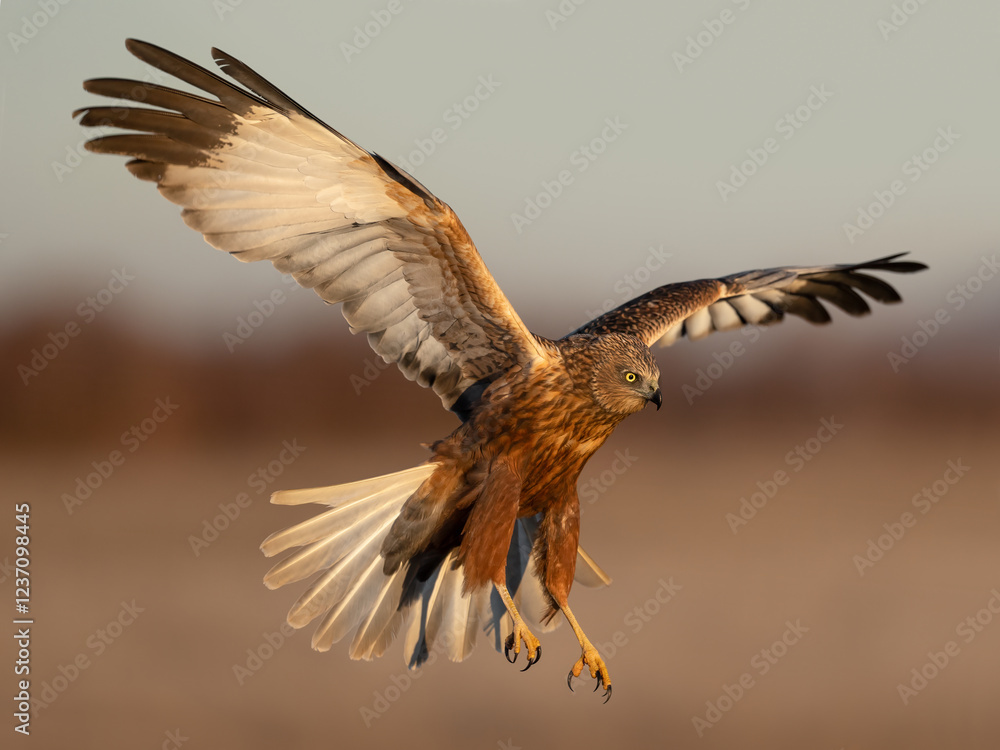 Obraz premium Marsh Harrier flying