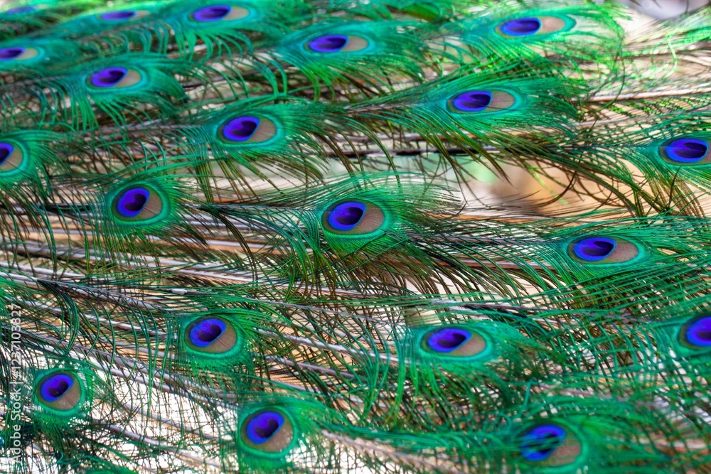 Obraz premium Close-up of the tail cover feather of an Indian peafowl