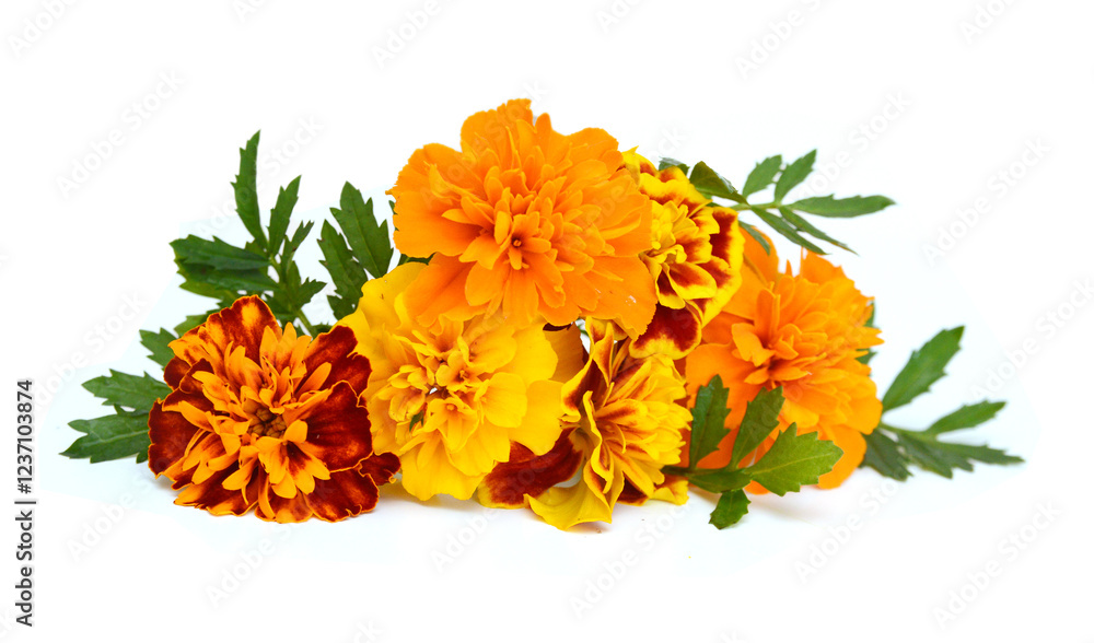 Fresh marigold flowers isolated on white background Fresh marigold flowers isolated on white background