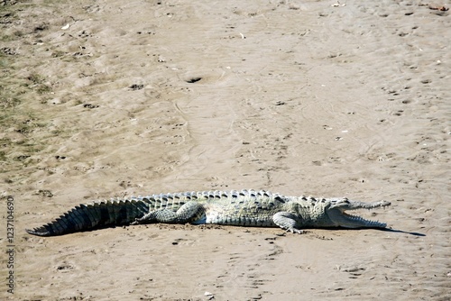 American crocodile, Crocodylus acutus, on a river bank photo