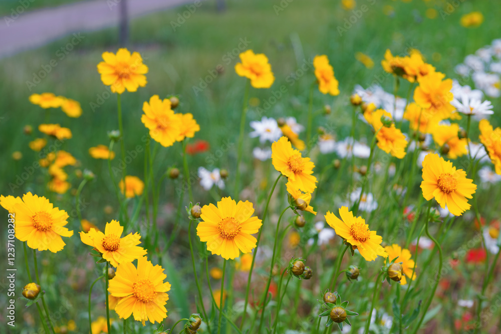 Fototapeta premium Coreopsis lanceolata, Lanceleaf Tickseed or Maiden eye on meadow, field blooming in summer. Nature, plant, floral background. Garden, lawn of yellow flowers lance leaved Coreopsis in bloom