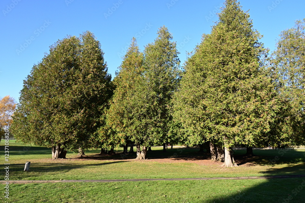 Fototapeta premium road in the park and trees