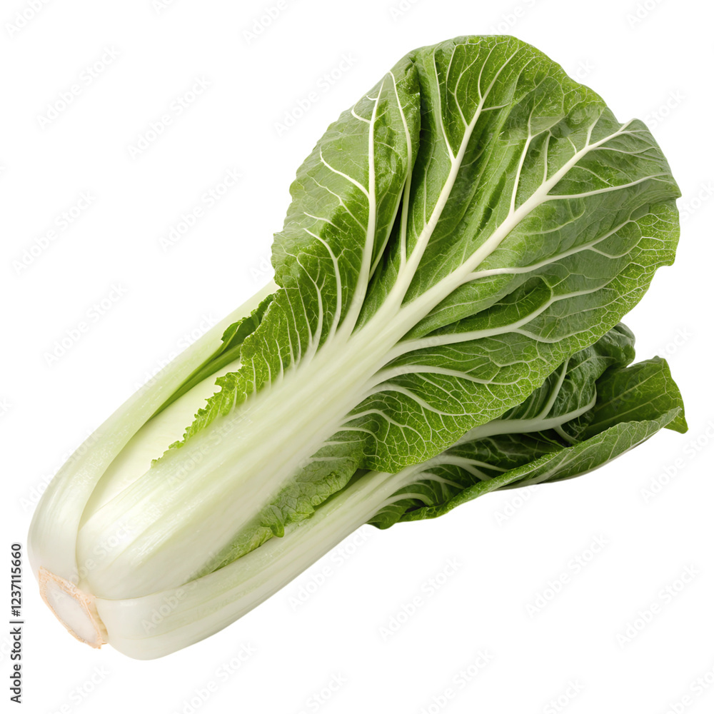 Harvesting fresh bok choy local farm organic produce outdoor close-up healthy eating, isolated on white or transparent background Harvesting fresh bok choy local farm organic produce outdoor close-up healthy eating, isolated on white or transparent background