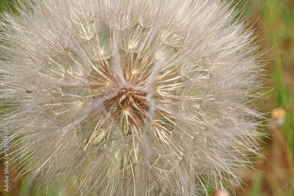 Fototapeta premium Seed head of a dandelion plant