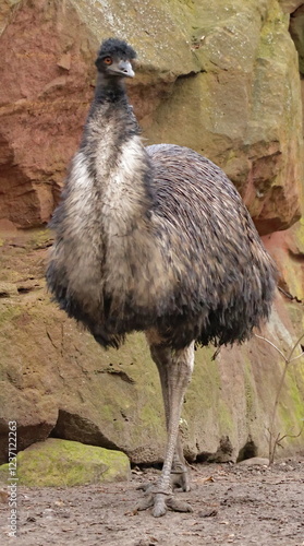 Strolling emu