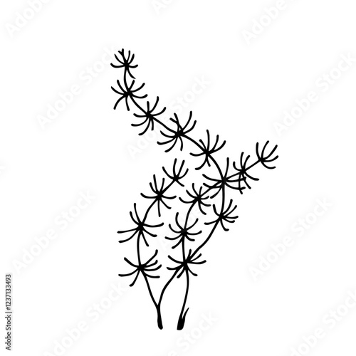 Line sketch, seaweed doodle, decorative botanical element. Vector graphics.