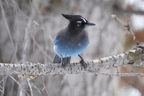 Steller's jay. photo