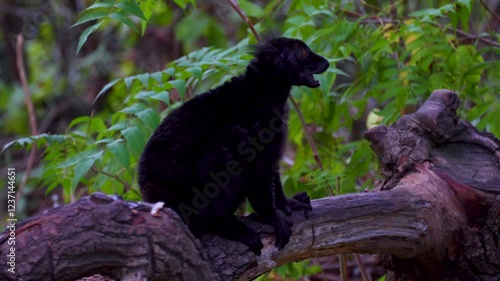 black lemur on a tree