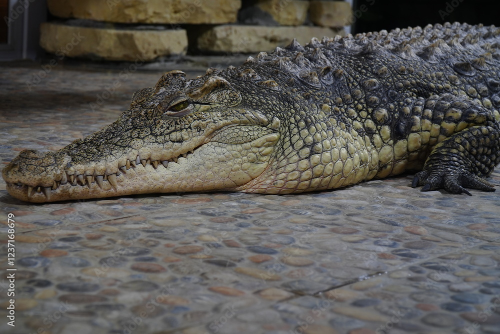 Fototapeta premium The Nile crocodile lies in the zoo enclosure