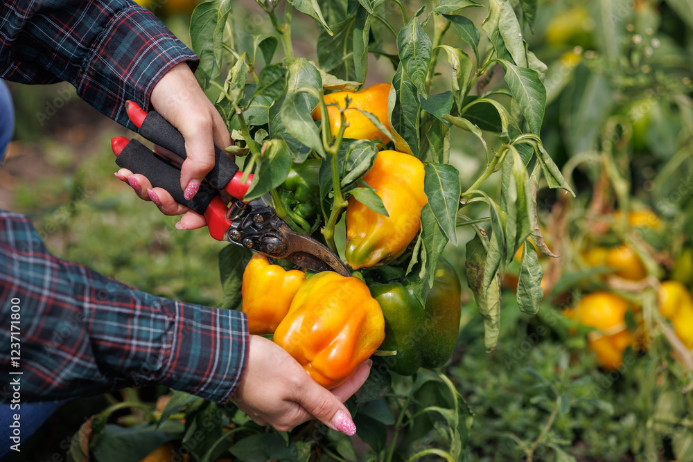 Fototapeta premium Harvesting Bell Peppers in a Garden
