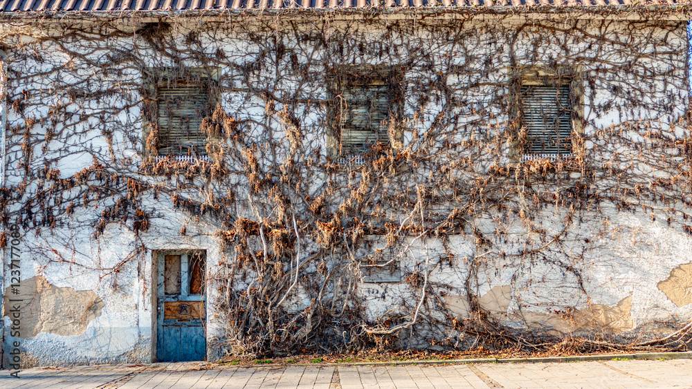Fototapeta premium Wilder Wein an der Fassade eines alten leerstehenden Hauses