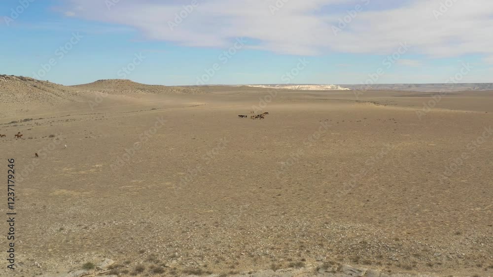 AKTAU, KAZAKHSTAN - FEBRUARY 1, 2025: Wild horses roam the vast landscapes of the steppe under a clear blue sky AKTAU, KAZAKHSTAN - FEBRUARY 1, 2025: Wild horses roam the vast landscapes of the steppe under a clear blue sky