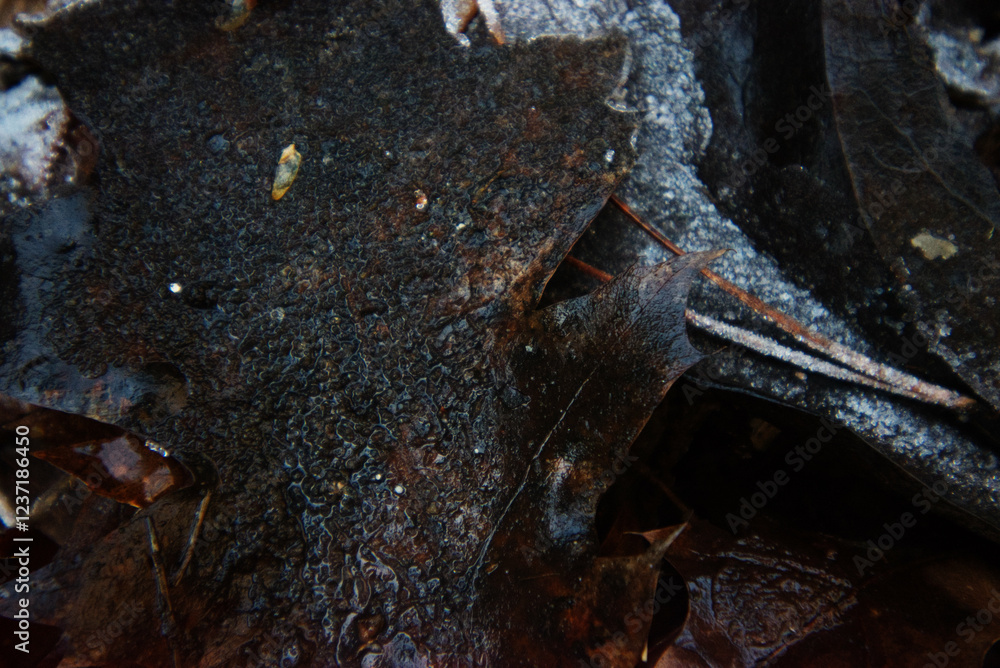 Melting frost on leaf litter Melting frost on leaf litter