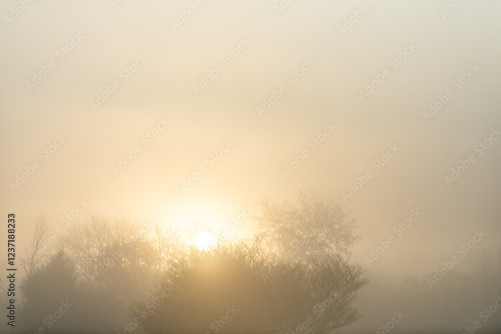Sunrise sunlight sunburst behind tree in morning with forest landscape view colorful yellow glow in fog mist in Indiana Sunrise sunlight sunburst behind tree in morning with forest landscape view colorful yellow glow in fog mist in Indiana