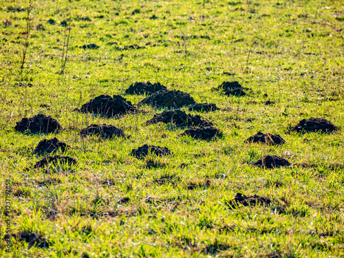 Wühlmäusehaufen auf einer Wiese im Winter
 photo