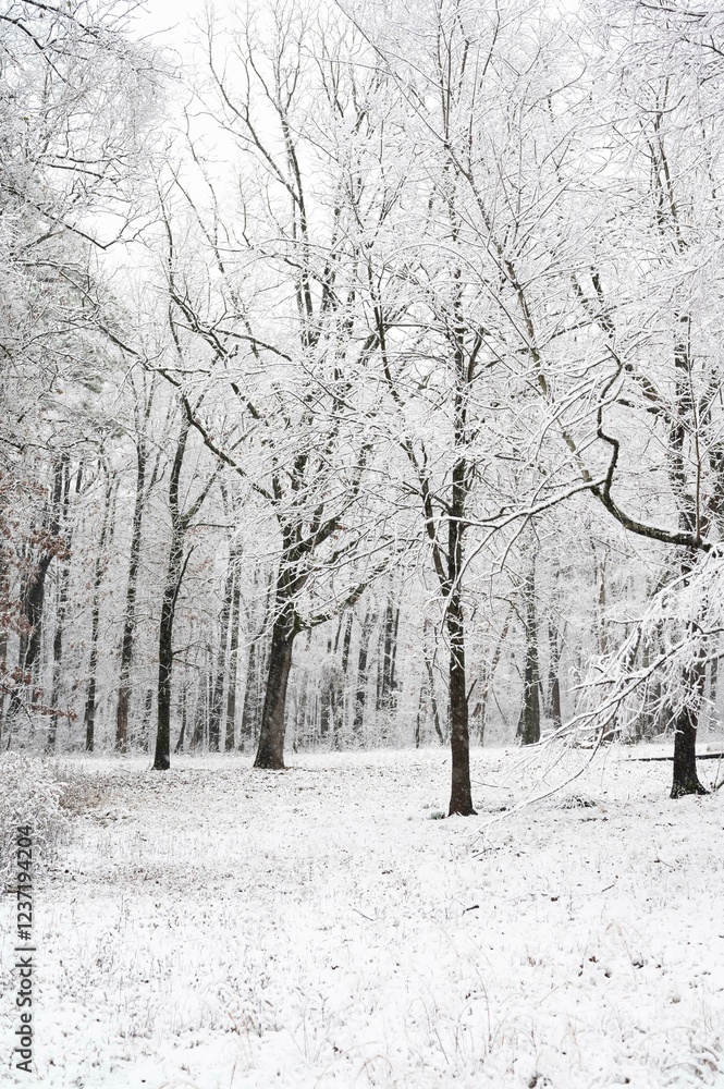 Fototapeta premium Snow-covered trees in a serene winter forest landscape