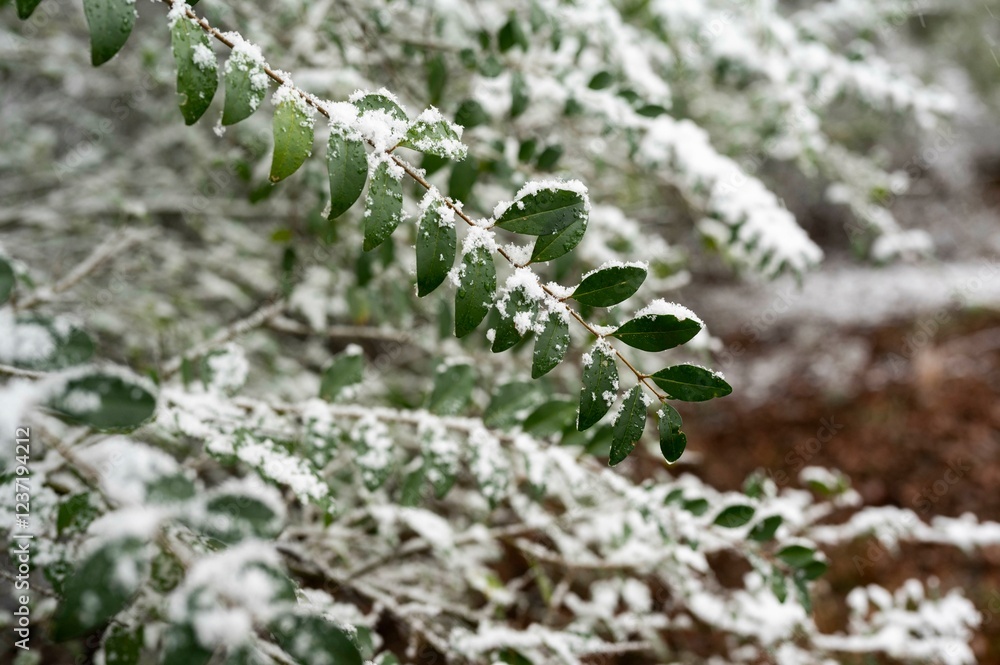 Snow-dusted green leaves with a blurred snowy forest background Snow-dusted green leaves with a blurred snowy forest background