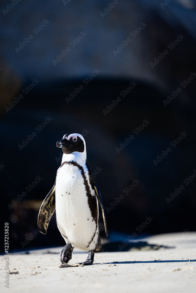 Naklejka premium African penguin walking on sandy beach