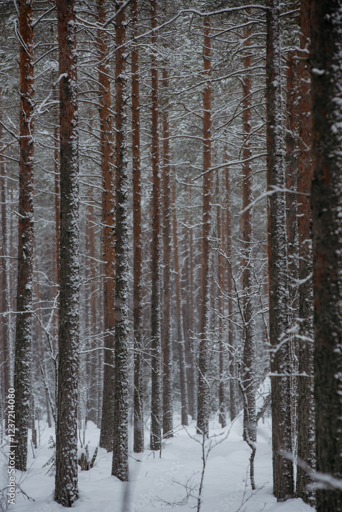 Wintery snow-covered forest Wintery snow-covered forest