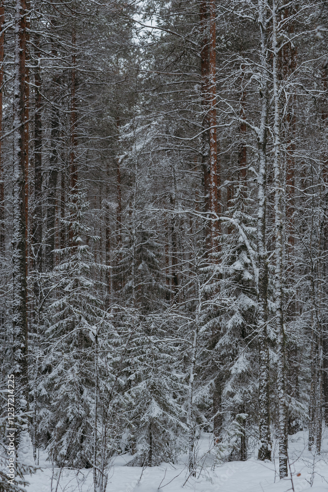 Fototapeta premium Wintery snow-covered forest