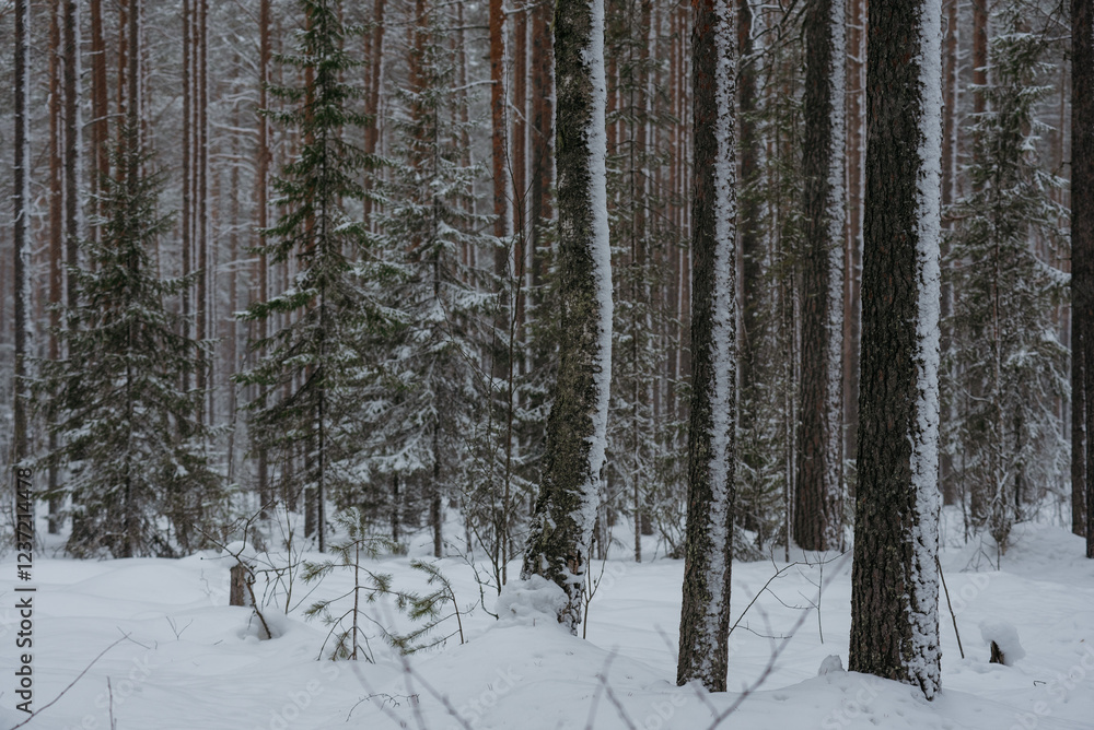 Wintery snow-covered forest Wintery snow-covered forest