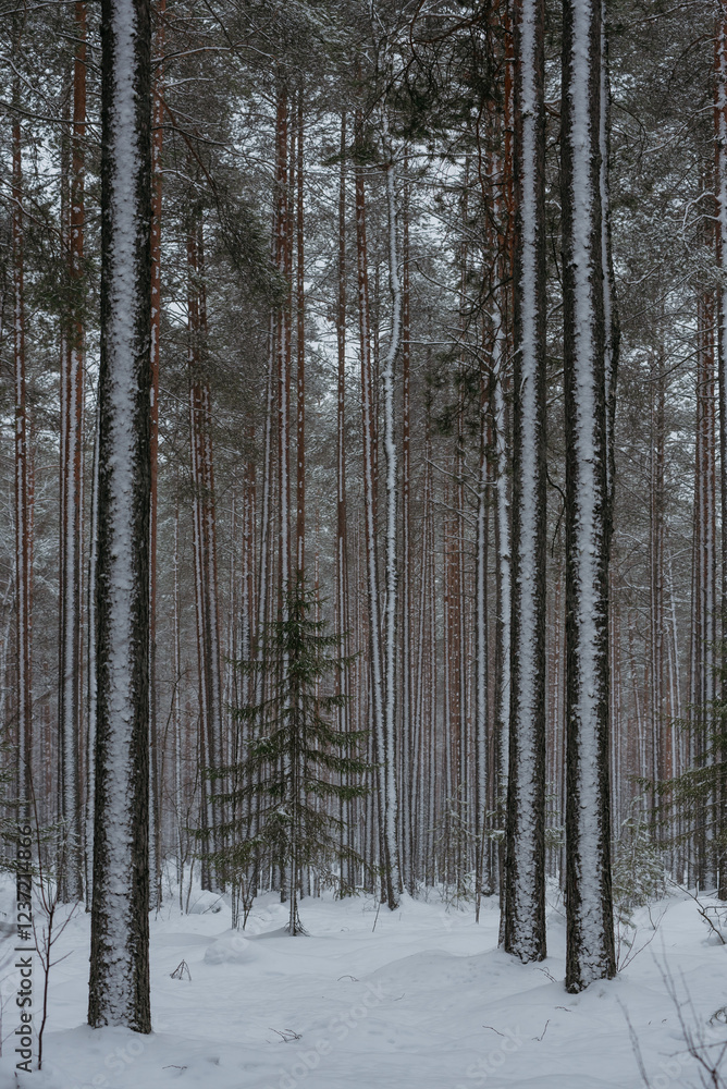 Wintery snow-covered forest Wintery snow-covered forest