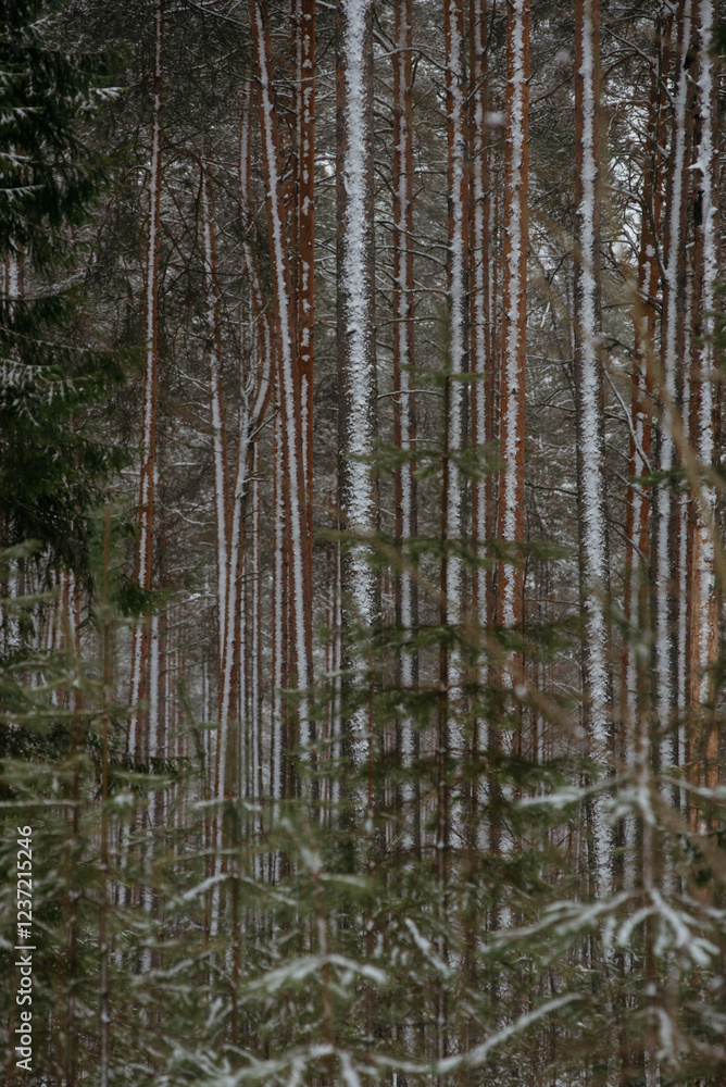 Obraz premium Wintery snow-covered forest